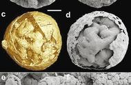 6亿年前化石揭示：鸡与蛋的先后之谜