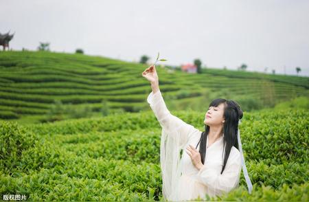 春日绿茶的魅力：一篇文章带你了解其优点和采茶标准