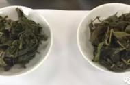 冻顶乌龙茶：冬茶真的不如春茶吗？