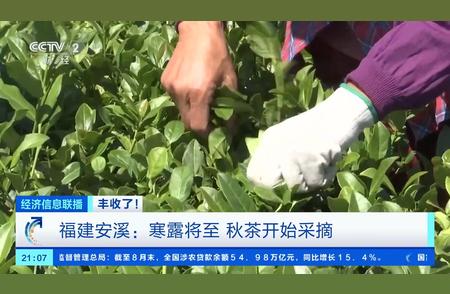 总产值达到250亿元！福建安溪的60万亩铁观音秋茶开始采摘