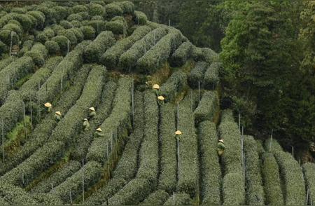 振兴乡村：西湖龙井茶的盛季，农人的品茶之旅