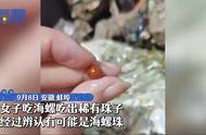 珍贵如金的海螺珠，价值几何？