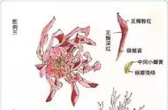 零基础学国画：菊花绘画技法入门