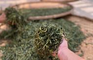 普洱茶新手攻略：散茶还是饼茶？