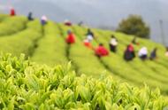 谷雨采茶古诗之旅：十首令人陶醉的诗词欣赏