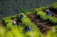 走进中国十大名茶的世界：哪个版本最被人们熟知并喜爱？