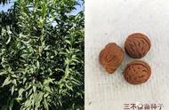 「桃树种植要点」砧木选择错误，功败垂成