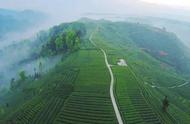 雅安蒙顶山——追寻藏茶的起源，体验茶的芬芳旅程