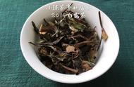 专家解读：白茶春茶与秋茶的全方位对比