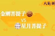 金刚与星月的决斗：谁能成为菩提一哥的王者？