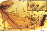 琥珀探秘：白垩纪时期的未解之谜