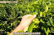 云南普洱茶秋茶品鉴指南：香气、口感与收藏价值全攻略