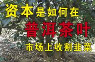 探究普洱茶叶市场中资本操作背后的真相与韭菜收割现象。