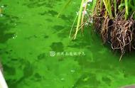 乌龟蛋的冒险之旅：一场与雨水的邂逅