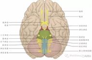 脑神经解剖图谱：从核到整体的探索