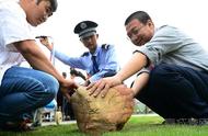 昆明小伙在瑞丽寻得一块51斤重的“鸡血石”，专家却认为它只是一块普通石头