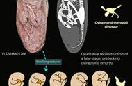 史前宝藏：中国发掘出迄今最完整的恐龙胚胎化石