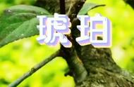 《虫宝的植物朋友》第二辑：琥珀#一分钟学习资源