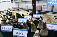 广州海关查获大量濒危野生动植物及其制品，涉及象牙、豹皮、穿山甲片等