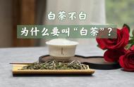 尽管白茶的颜色更绿，但我们为何仍然称之为