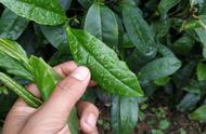 茶叶的季节变化：春、夏、秋三季茶树茶叶的特点探讨