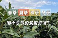 茶叶的季节差异：春茶、夏茶、秋茶、冬茶的特性分析