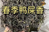 “鸭屎香”春茶与冬茶价格相同，哪款更适合送礼？