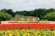 你知道「南京雨花茶」的起源吗？