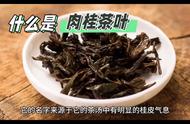 深入了解肉桂——武夷岩茶高香品种