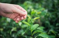 岳西翠兰与舒城小兰花的比较分析：对大别山小众茶的市场策略启示