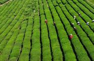 南京雨花茶的采茶季来临，本地采茶工的待遇提升了近两成