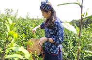 南京雨花茶开采啦！首批“明前茶”即将上市，你期待今年的口感吗？