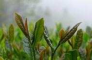 被茶圣陆羽称为'茶中第一'的绿茶，其独特之处竟在于神似兰花