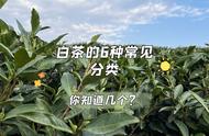 白茶的秘密：六大种类，三个入门级别，全知者才是专家