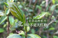 涨知识必备：北斗与大红袍的关联，以及岩茶品种的秘密