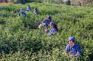 钟山雨花茶：头锅开采，品质提升，价格保持平稳