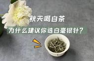 还在为秋天喝什么白茶而纠结？试试白毫银针，4大好处让你难以拒绝