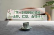 茶叶的分类之谜：同一棵茶树能否同时制作多种茶类？