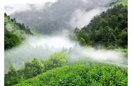 太平猴魁：特种绿茶入门知识的全面解析