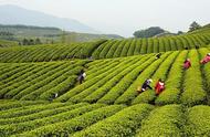 茶香中国：径山茶的历史与传承