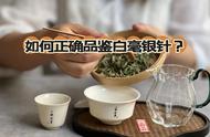 品鉴白毫银针的六大要点：你需要知道的一切