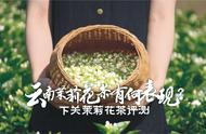 下关茉莉花茶评测：云南的美酒，也来露脸了！