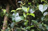 老徐谈茶特别节目：邦东古树单株替换，今年秋茶的品质会有怎样的变化？