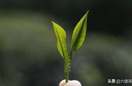 从社前茶到明前茶再到雨前茶：六堡茶的三个阶段解析