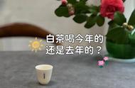 是今年的白茶更好，还是去年的白茶更好？白毫银针的味道是否必须在当年喝完？