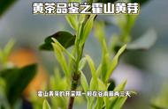 黄茶品鉴：霍山黄芽的故事