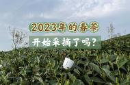 今日立春，揭示2023年春茶开采可能遭遇的难题