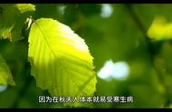 品味乌龙茶：禅修人生的新视角