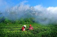 高山之上，云雾缭绕：庐山云雾茶的独特魅力