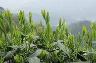 太平猴魁：十大名茶之一，品味千年传承